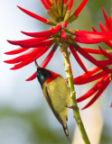 Fork-tailed Sunbird 叉尾太陽鳥 