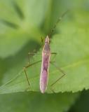 Striped Coreid Bug 條蜂緣椿象