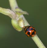 10-spotted Ladybird Beetle 十斑盤瓢蟲