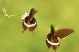 Common Mormon 玉帶鳳蝶 Papilio Polytes (Form mandane)