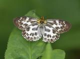 Magpie Flat 白弄蝶 Abraximorpha davidii