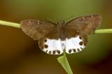 Water Snow Flat 沾邊裙弄蝶 Tagiades litigiosus