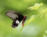 Common Rose 紅珠鳳蝶Pachliopta Aristolochiae