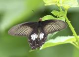 Common Rose 紅珠鳳蝶Pachliopta Aristolochiae