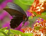 Great Mormon (male) 美鳳蝶 Papilio memnon