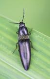 Click Beetle 暗足重脊叩甲 Chiagosnius obscuripes