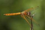 Crimson Darter (Female) 紅蜻 Crocothemis servilia