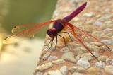 Crimson Dropwing 曉褐蜻 Trithemis aurora