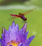 Crimson Dropwing 曉褐蜻 Trithemis aurora