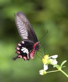 Common Rose 紅珠鳳蝶Pachliopta Aristolochiae