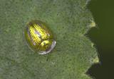 Tortoise Beetle 金梳龜甲 Aspidomorpha sanctaecrucis