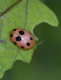 Ladybird Beetle QL] Lemnia bissellata