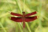 Russet Percher 網胍蜻