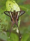 White Dragontail 燕鳳蝶 Lamproptera curius