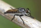 Robber Fly 食蟲虻