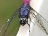Common Red Skimmer  赤褐灰蜻 Orthetrum pruinosum