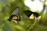 Common Birdwing 裳鳳蝶Troides Helena