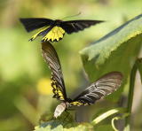 Common Birdwing 裳鳳蝶Troides Helena