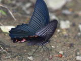 Spangle 藍鳳蝶 Papilio protenor
