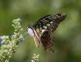 Tailed Jay 統帥青鳳蝶 Graphium agamemnon