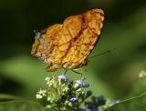 Common Jester 散紋盛蛺蝶 Symbrenthia lilaea