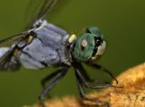 Marsh Skimmer 呂宋灰蜻 Orthetrum luzonicum