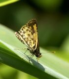 Bush Hopper 黃斑弄蝶 Ampittia dioscorides