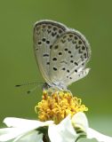 Pale Grass Blue 酢漿灰蝶 Zizeeria maha