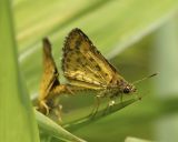 Bush Hopper 黃斑弄蝶 Ampittia dioscorides