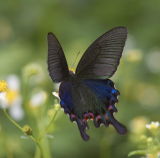 Chinese Peacok 碧鳯蝶 Papilio Bianor