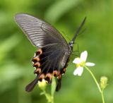 Chinese Peacok 碧鳯蝶 Papilio Bianor