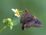 Common Awl (male) 三斑趾弄蝶(雄)Hasora badra