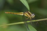 Crimson Dropwing 曉褐蜻 Trithemis aurora