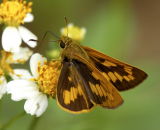 Hainan Palm Dart 黑脈長標弄蝶 Telicota besta