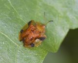 Tortoise Beetle 甘薯臘龜甲 Laccoptera quadrimaculata