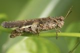 Band-winged Grasshopper 疣蝗Trilophidia annulata