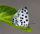 Spotted Royal 豹斑雙尾灰蝶 Tajuria maculata