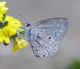 Pale Hedge Blue 珍貴嫵灰蝶 Udara dilecta