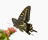 Swallowtail 柑橘鳳蝶 Papilio xuthus