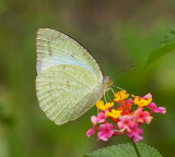 Mottled Emigrant 梨花遷粉蝶（濕季型）Catopsilia pyranthe