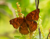 Black Prince (female) 羅蛺蝶（雌）Rohana parisatis