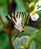 Five-bar Swordtail 綠鳳蝶 Pathysa antiphates