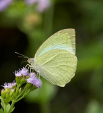 Mottled Emigrant 梨花遷粉蝶（濕季型）Catopsilia pyranthe