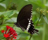 Common Mormon 玉帶鳳蝶 Papilio Polytes (Form mandane)