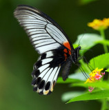 Great Mormon (female) 美鳯蝶 Papilio Memnon (Form Agenor)