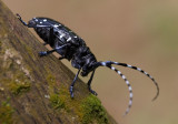 Long-horned Beetle 星天牛Anoplophora chinensis