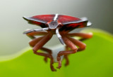 Litchi Stink Bug 荔枝椿象