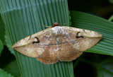 Spiral-eyed Owl Moth 旋目夜蛾 Spirama retorta 