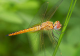 Crimson Darter (Female) 紅蜻 Crocothemis servilia