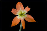 Cambodian flowers